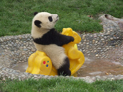 panda playground